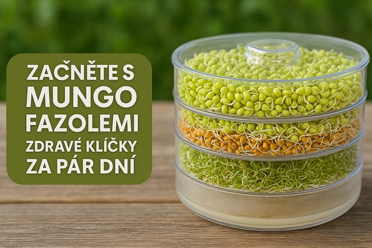 Mungo fazole začněte